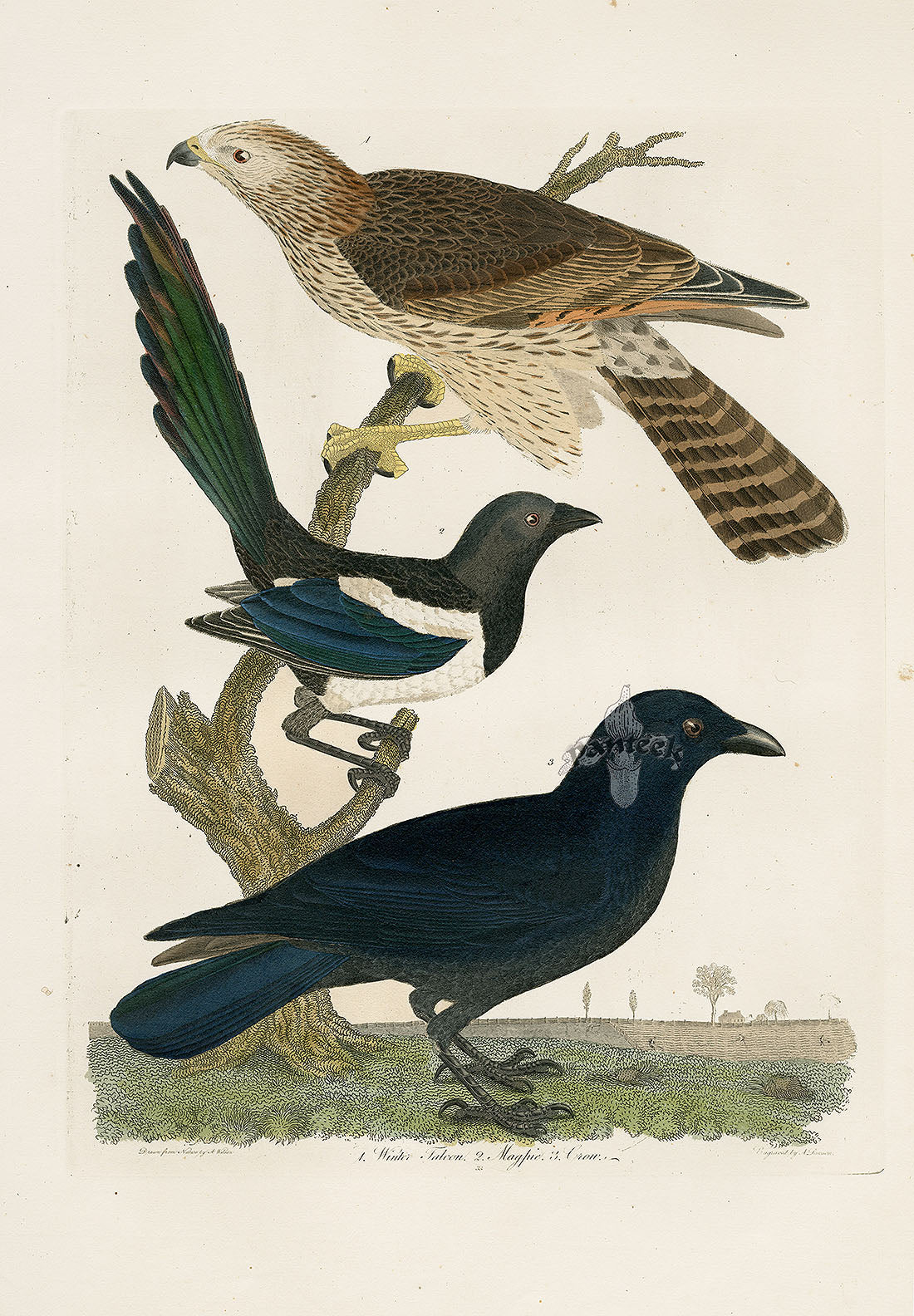 Wilson Ornithology 1871 Winter Falcon, Magpie, Crow