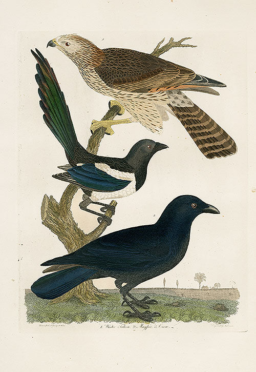 Wilson Ornithology 1871 Winter Falcon, Magpie, Crow