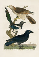 Wilson Ornithology 1871 Winter Falcon, Magpie, Crow - Panteek Antique Prints