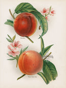 Wright Antique Fruit Print Alexander Peach - Panteek Antique Prints
