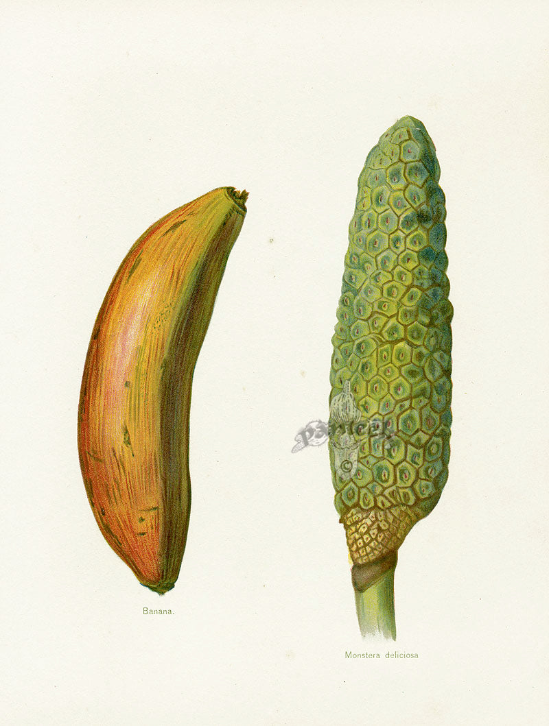 Wright Antique Fruit Print Banana, Monstera deliciosa