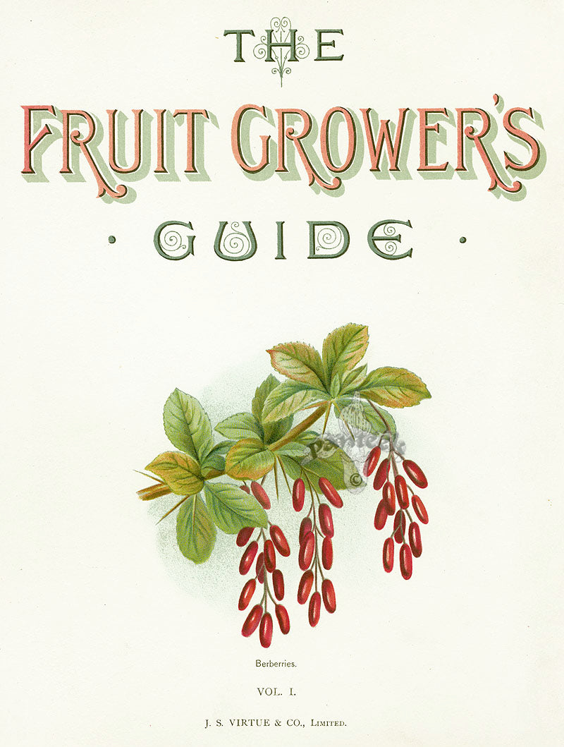 Wright Antique Fruit Print Berberries, Vol I Title Page