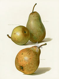 Wright Antique Fruit Print Beurre Diel Pear - Panteek Antique Prints