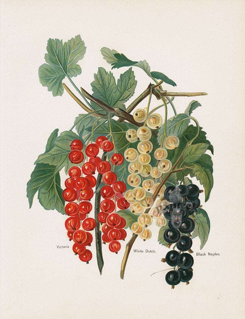 Wright Antique Fruit Print Black Naples Currants