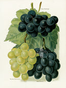 Wright Antique Fruit Print Buckland Sweetwater Grape - Panteek Antique Prints