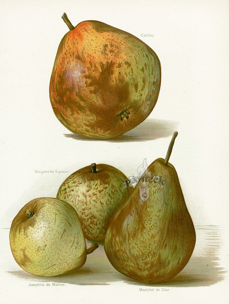 Wright Antique Fruit Print Catillac Pear