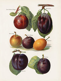 Wright Antique Fruit Print Czar Plums - Panteek Antique Prints