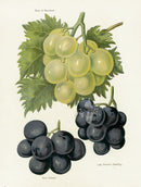 Wright Antique Fruit Print Duke of Buccleuch Grape - Panteek Antique Prints