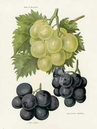 Wright Antique Fruit Print Duke of Buccleuch Grape - Panteek Antique Prints