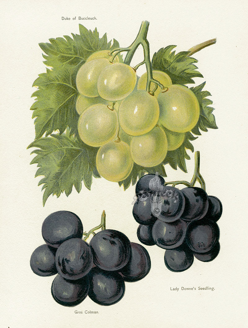 Wright Antique Fruit Print Duke of Buccleuch Grape