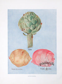 Wright Antique Fruit Print Globe Artichoke - Panteek Antique Prints
