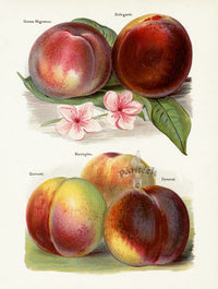 Wright Antique Fruit Print Grosse Mignonne Peach - Panteek Antique Prints