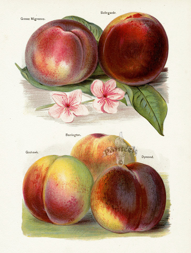 Wright Antique Fruit Print Grosse Mignonne Peach