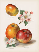Wright Antique Fruit Print King of Pippins Apples - Panteek Antique Prints