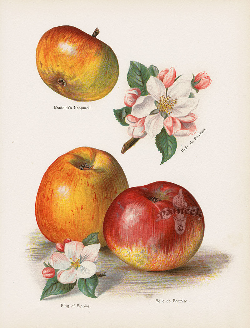 Wright Antique Fruit Print King of Pippins Apples
