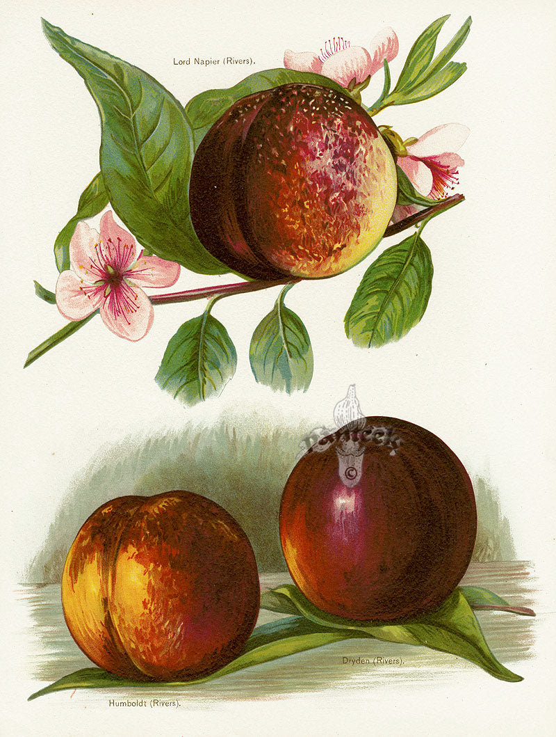 Wright Antique Fruit Print Lord Napier Nectarine