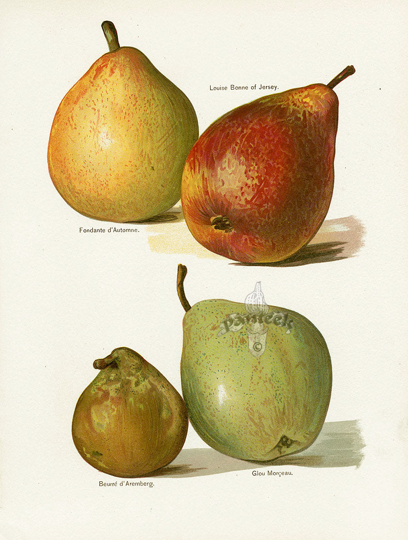 Wright Antique Fruit Print Louise Bonne of Jersey Pear