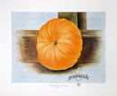 Wright Antique Fruit Print Mammoth Gourd Pumpkin - Panteek Antique Prints