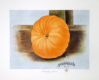 Wright Antique Fruit Print Mammoth Gourd Pumpkin - Panteek Antique Prints