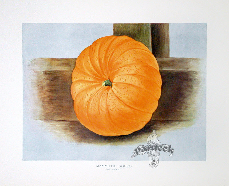 Wright Antique Fruit Print Mammoth Gourd Pumpkin