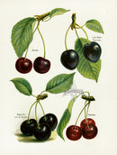 Wright Antique Fruit Print Mayduke Cherry - Panteek Antique Prints