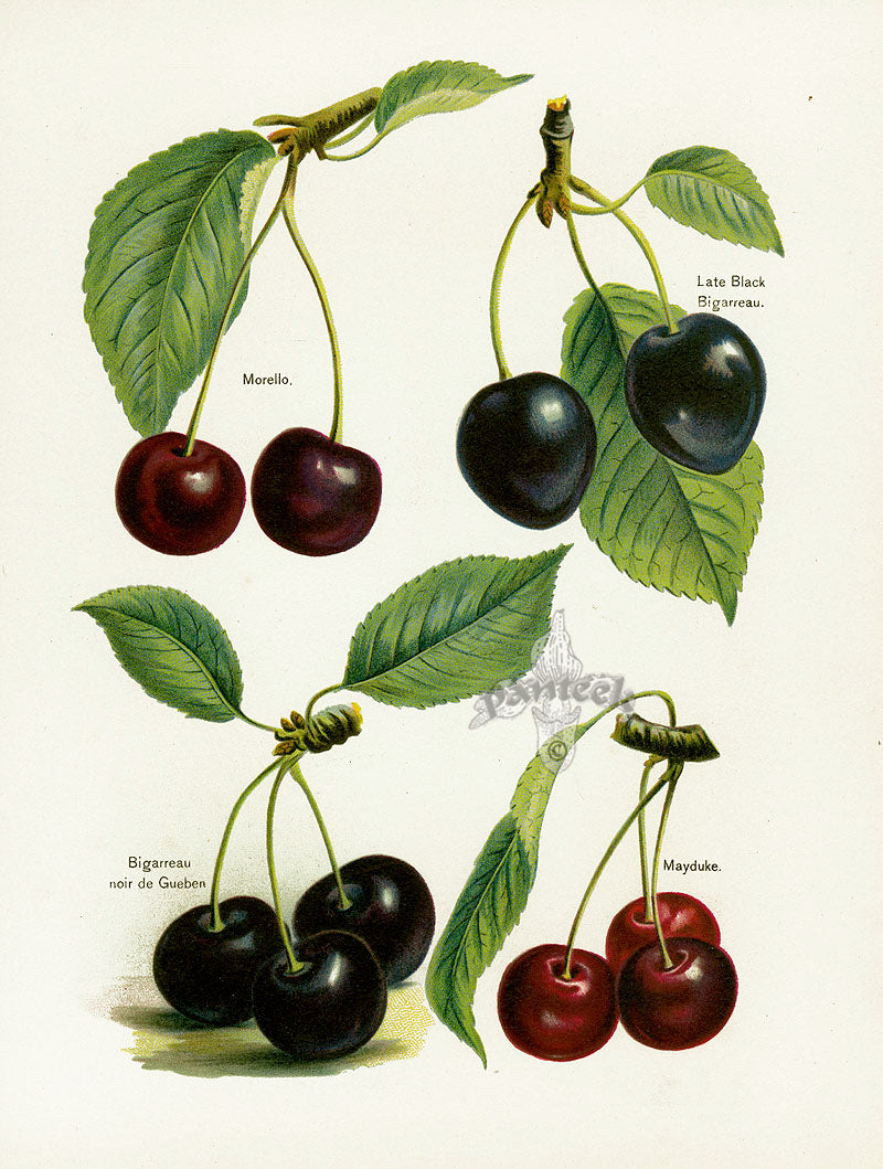 Wright Antique Fruit Print Mayduke Cherry
