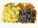 Wright Antique Fruit Print Muscat of Alexandria Grapes - Panteek Antique Prints