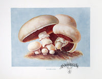 Wright Antique Fruit Print Mushrooms - Panteek Antique Prints