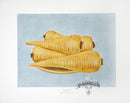 Wright Antique Fruit Print Parsnip - Panteek Antique Prints