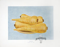 Wright Antique Fruit Print Parsnip - Panteek Antique Prints