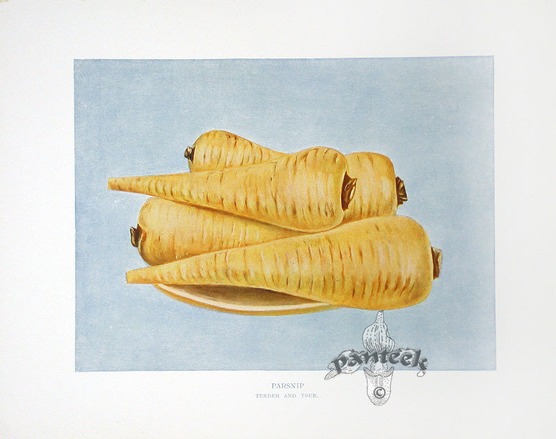 Wright Antique Fruit Print Parsnip