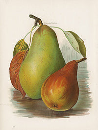 Wright Antique Fruit Print Pitmaston, Durondeau Pears - Panteek Antique Prints