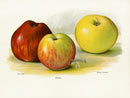 Wright Antique Fruit Print Queen Caroline Apple - Panteek Antique Prints