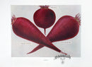 Wright Antique Fruit Print Red Globe Beet - Panteek Antique Prints