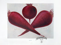 Wright Antique Fruit Print Red Globe Beet - Panteek Antique Prints