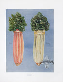 Wright Antique Fruit Print Red, White Celery - Panteek Antique Prints