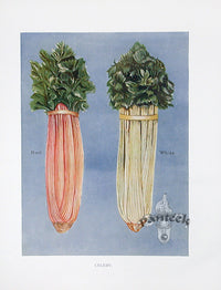Wright Antique Fruit Print Red, White Celery - Panteek Antique Prints