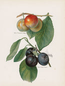 Wright Antique Fruit Print River's Early Prolific Plums - Panteek Antique Prints