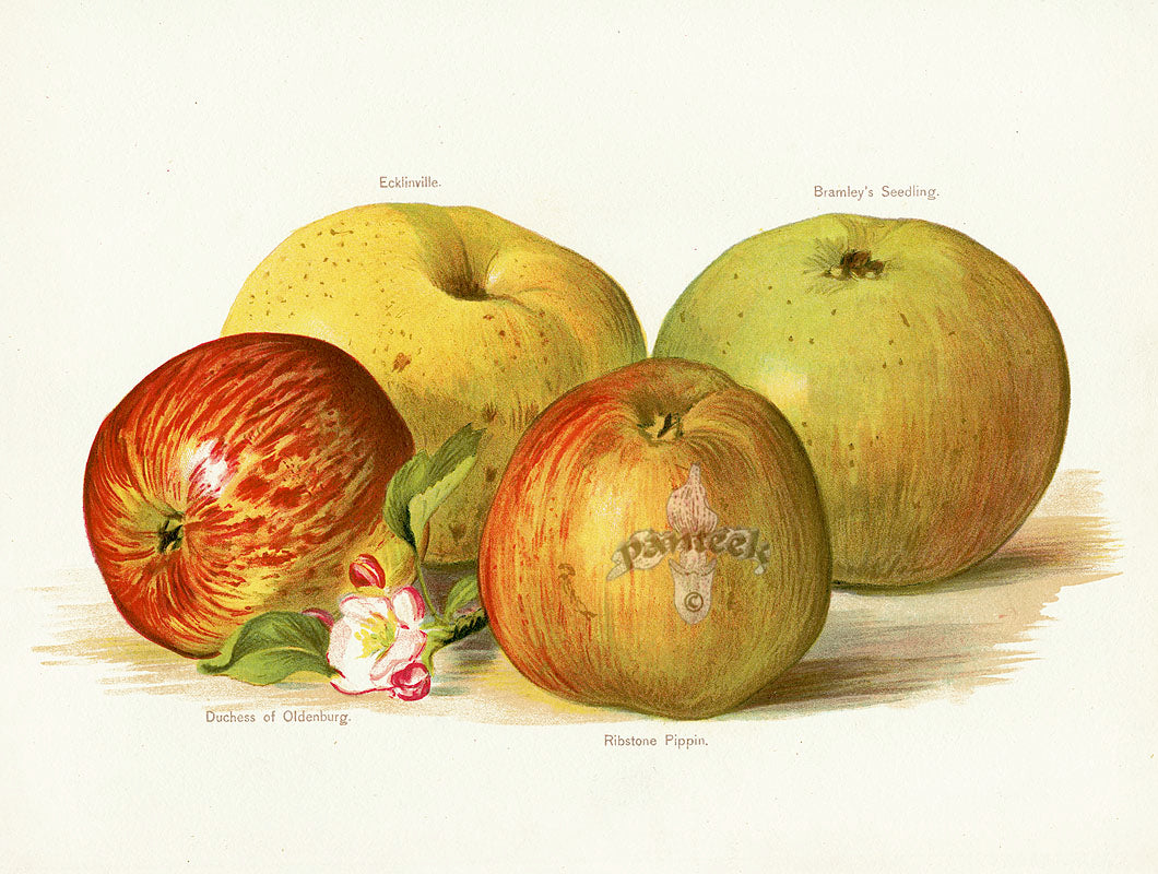 Wright Antique Fruit Print Robstone Pippin Apples