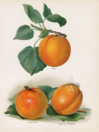 Wright Antique Fruit Print Royal Apricots - Panteek Antique Prints