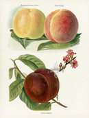 Wright Antique Fruit Print Royal George Peach - Panteek Antique Prints