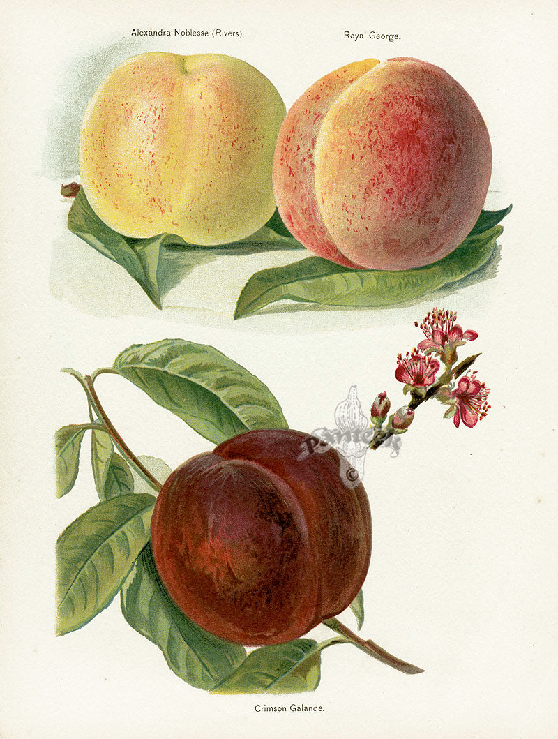 Wright Antique Fruit Print Royal George Peach