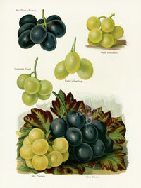 Wright Antique Fruit Print Royal Muscadine Grape - Panteek Antique Prints