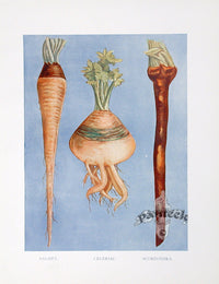 Wright Antique Fruit Print Salsify, Celeriac Root - Panteek Antique Prints