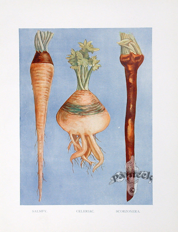 Wright Antique Fruit Print Salsify, Celeriac Root