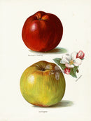 Wright Antique Fruit Print Sandringham Apple & Blossom - Panteek Antique Prints