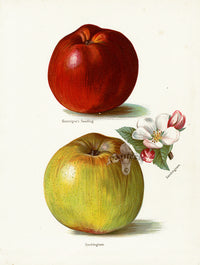 Wright Antique Fruit Print Sandringham Apple & Blossom - Panteek Antique Prints