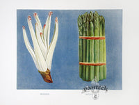 Wright Antique Fruit Print Sea Kale, Asparagus - Panteek Antique Prints