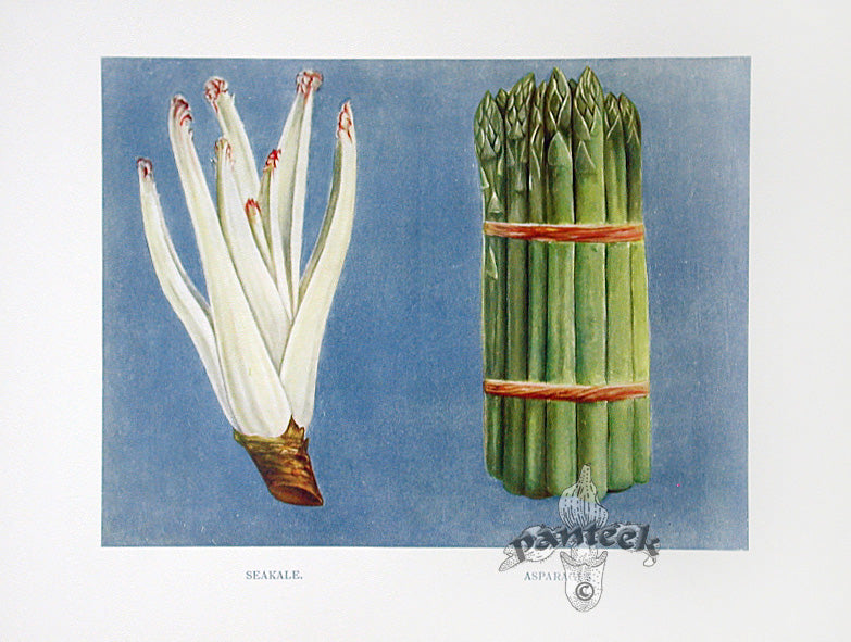 Wright Antique Fruit Print Sea Kale, Asparagus