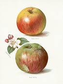 Wright Antique Fruit Print Striped Beefing Apple & Blossom - Panteek Antique Prints